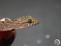 Cyrtodactylus