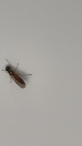 Twin-Spot Centurion Fly