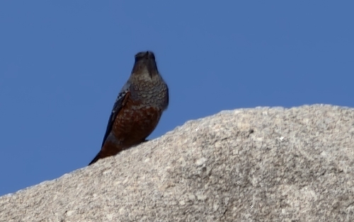 Blue Rock-Thrush