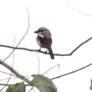 Mackinnon's Shrike