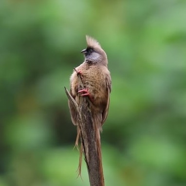 Speckled Mousebird
