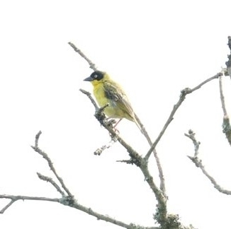 Baglafecht Weaver