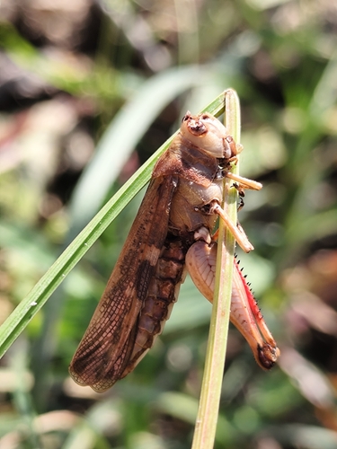 Broad Green-winged Grasshopper