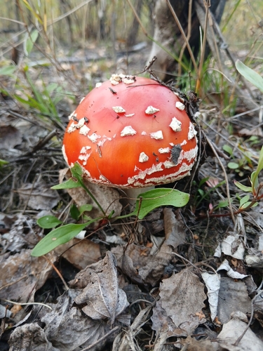 Fly Agaric
