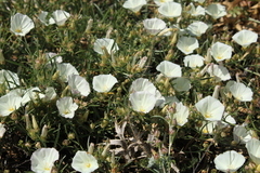 Convolvulus holosericeus