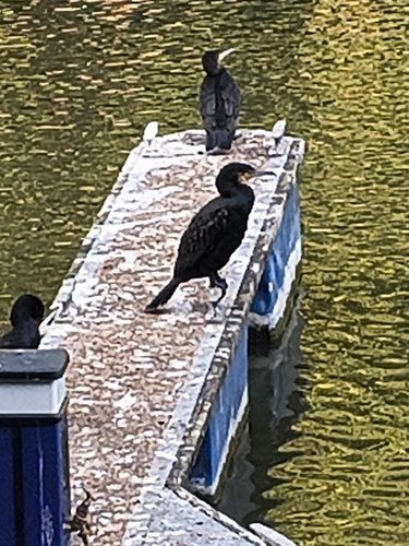 Great Cormorant