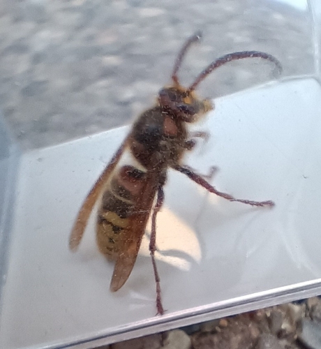European Hornet