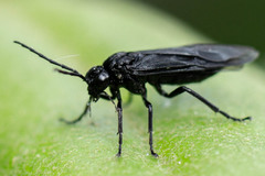 Phymatocera aterrima
