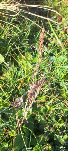 Woodland Cudweed
