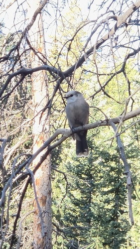 Canada Jay