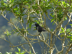 Diglossa lafresnayii