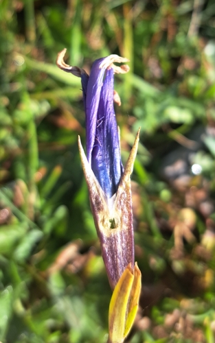 Fringe-flowered Gentian