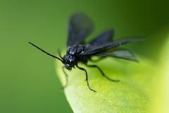 Phymatocera aterrima