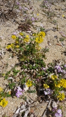 Trigonella corniculata