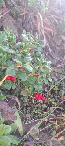 Lingonberry