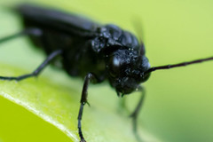 Phymatocera aterrima