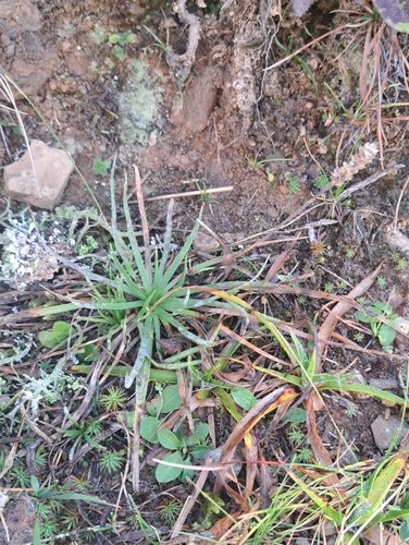Alpine Plantain