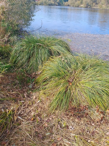 Carex paniculata observed 2026-10-04