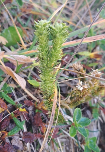 northern firmoss