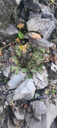 Narrow Mushroom-headed Liverwort