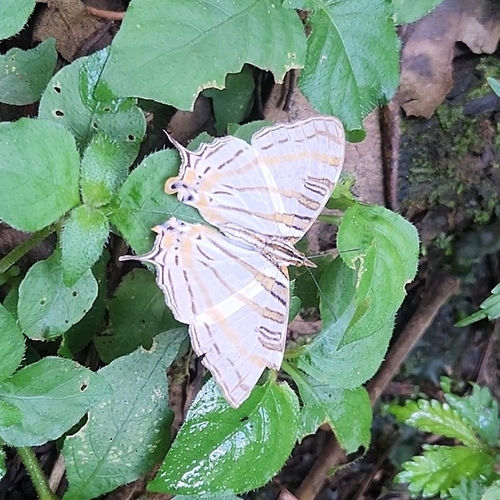 African Map Butterfly