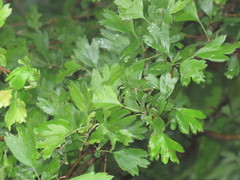 Crataegus
