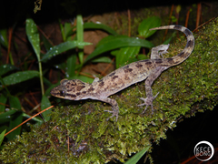 Cyrtodactylus