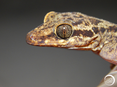 Cyrtodactylus