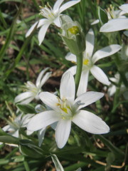 Ornithogalum umbellatum