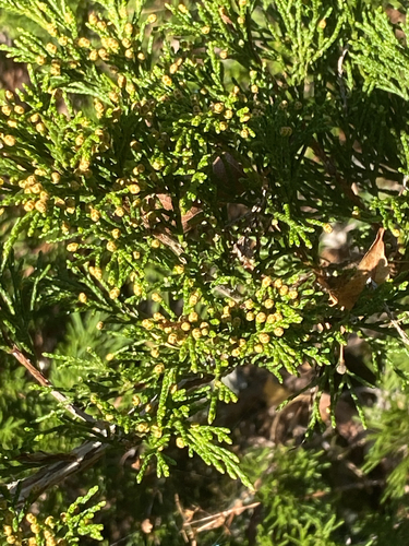 savin juniper