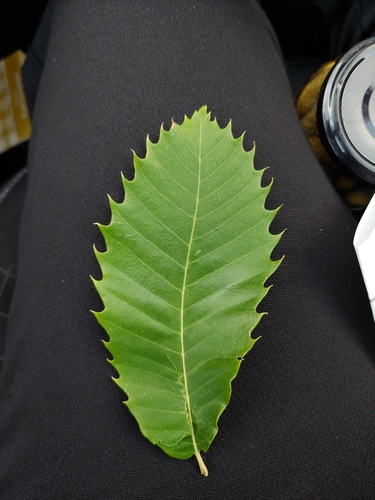 Sweet Chestnut