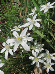Ornithogalum umbellatum