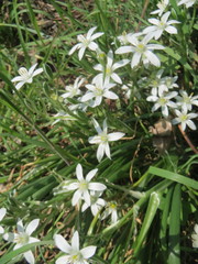 Ornithogalum umbellatum