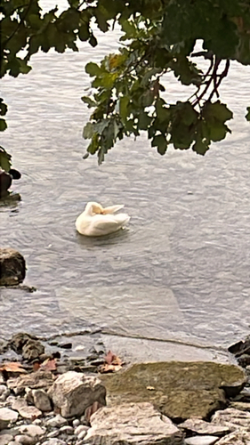 Mute Swan