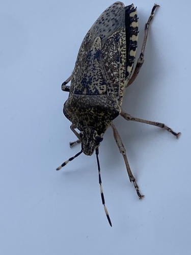 Mottled Stink Bug