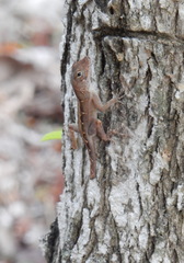 Anolis