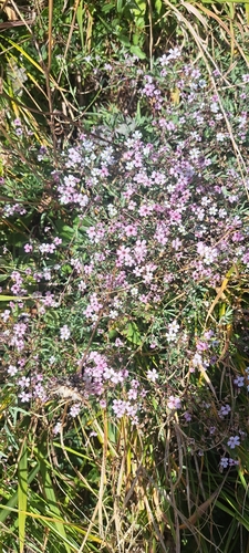 Creeping Baby's-breath