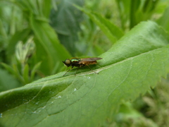 Chloromyia formosa