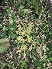 Stellaria vestita