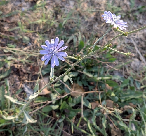 chicory