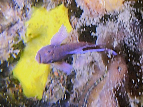 Priolepis observed 2026-09-25