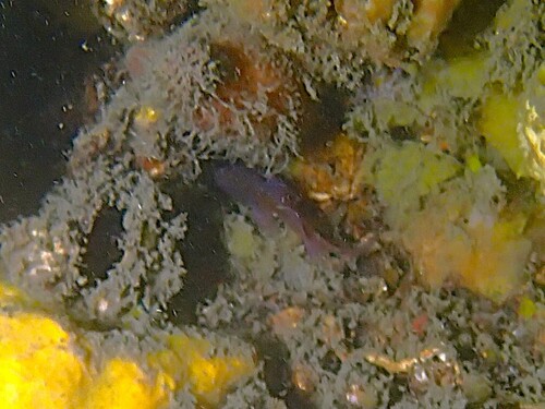 Priolepis observed 2026-09-25