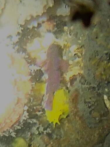 Priolepis observed 2026-09-25