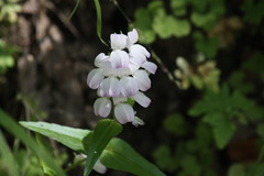 Collinsia multicolor