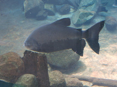 Piaractus brachypomus
