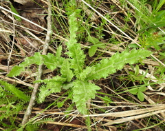 Cirsium arvense arvense