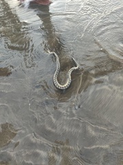 Hydrophis schistosus