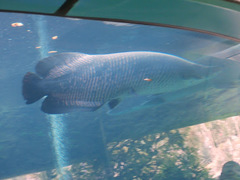Arapaima gigas