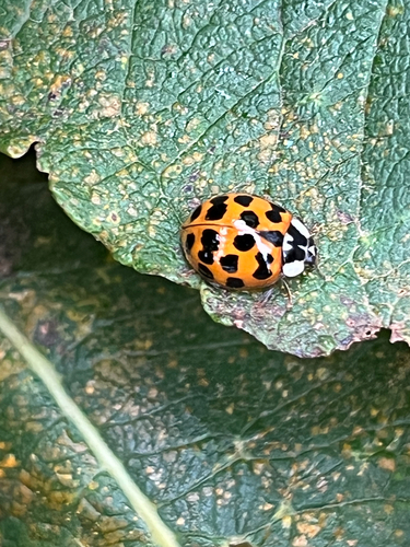 Asian Lady Beetle