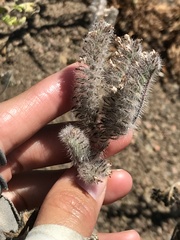 Phacelia cicutaria hispida